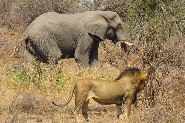 The two Kings of the Jungle.